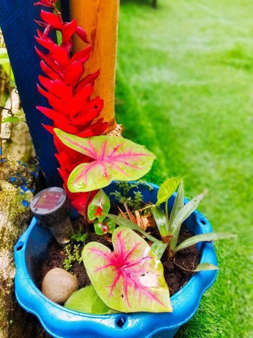 Villa Poetry Garden Bocas Town Colon Island Extérieur photo