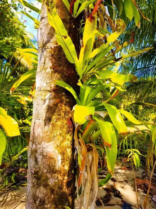 Villa Poetry Garden Bocas Town Colon Island Extérieur photo